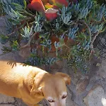 Iocchedda